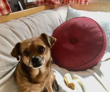Holistic Pet Vet Clinic