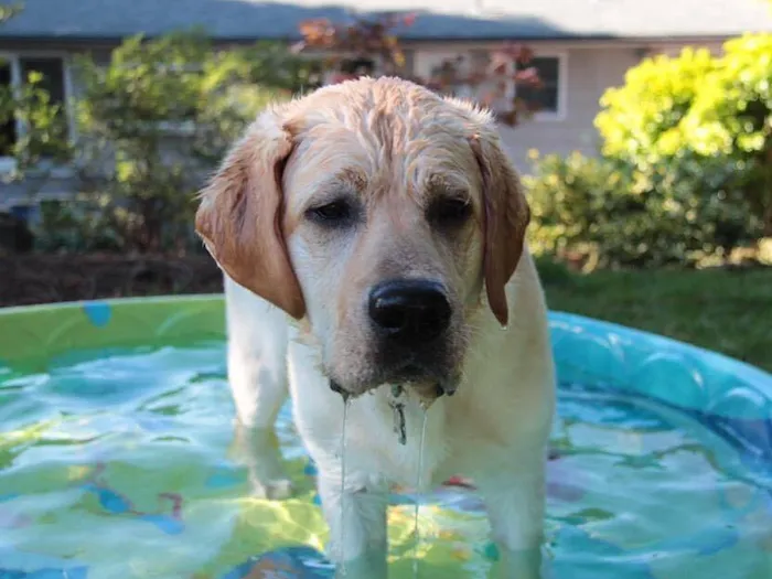 Holistic Pet Vet Clinic 7
