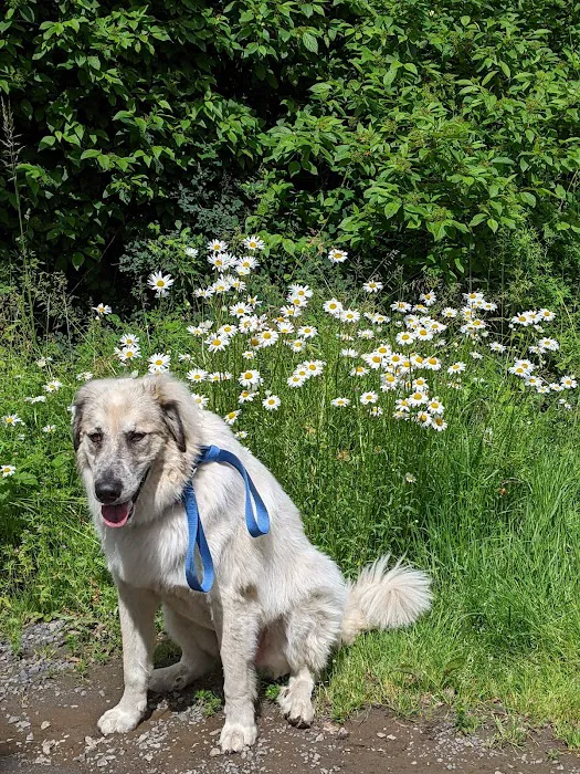 Holistic Pet Vet Clinic 3