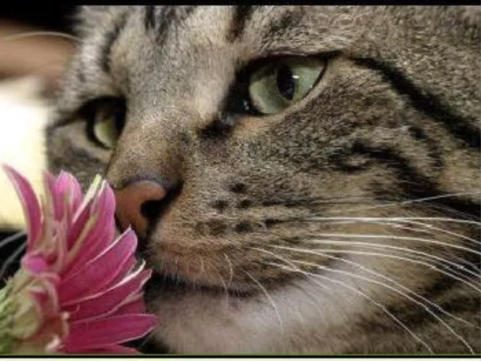 Holistic Pet Vet Clinic 10
