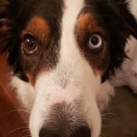 Banfield Pet Hospital ico