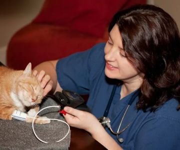 At Home Veterinary Services