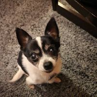 Premier Pet Dentistry & Oral Surgery ico