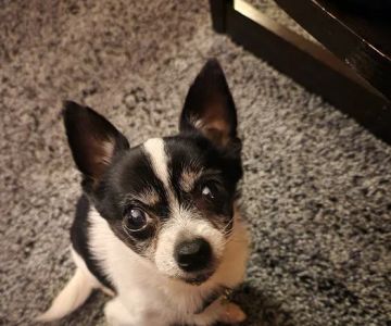 Premier Pet Dentistry & Oral Surgery