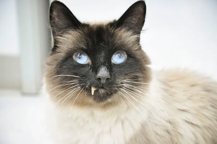 Premier Pet Dentistry & Oral Surgery 8