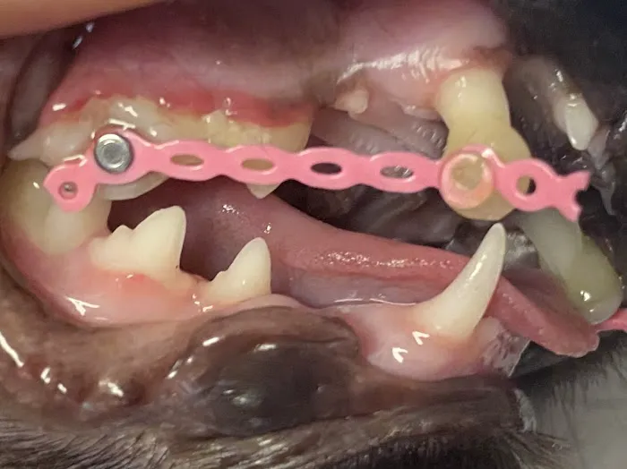 Premier Pet Dentistry & Oral Surgery 9