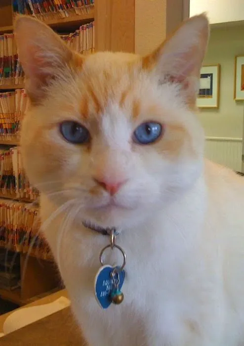 Aloha Animal Medical Center 5
