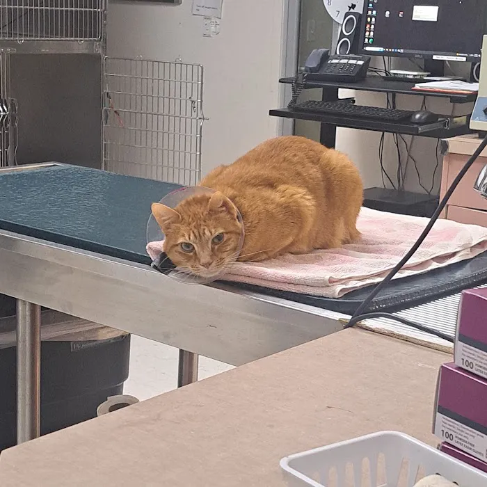 Aloha Animal Medical Center 2