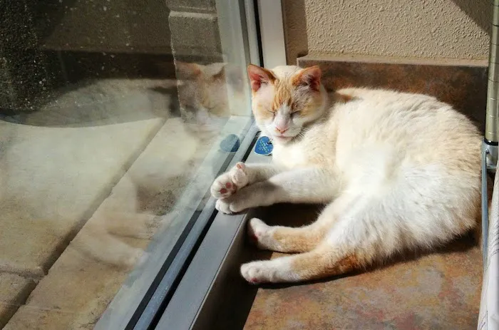 Aloha Animal Medical Center 6