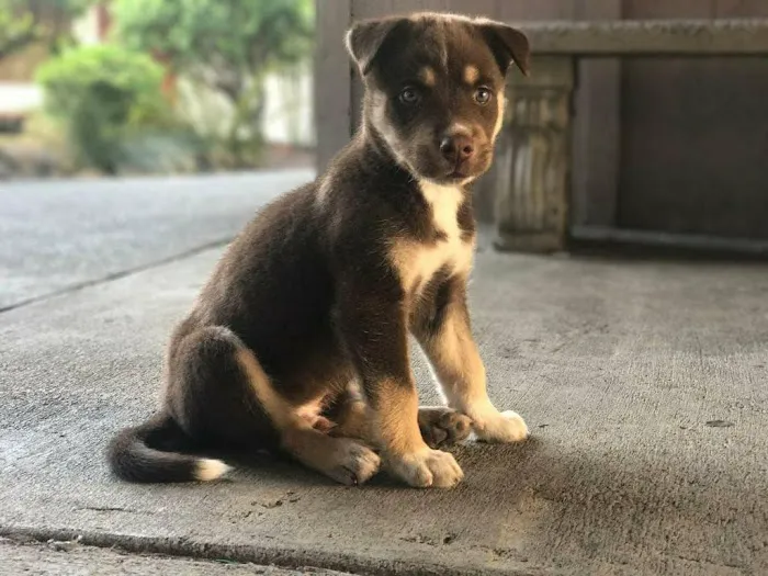 Aloha Animal Medical Center 3
