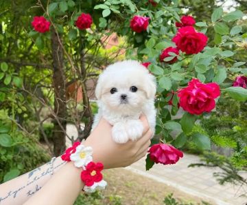 Maltipoo and poodle puppies for sale