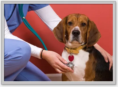 Good Neighbor Vet-Aloha 9