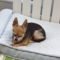 Hart Road Animal Hospital ico