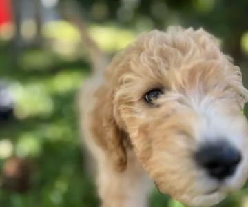 Pet Food Hawaii