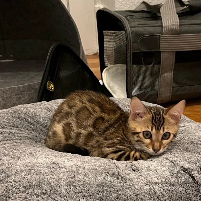 Registered Bengals 1
