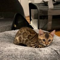 Registered Bengals ico