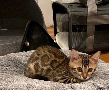 Registered Bengals