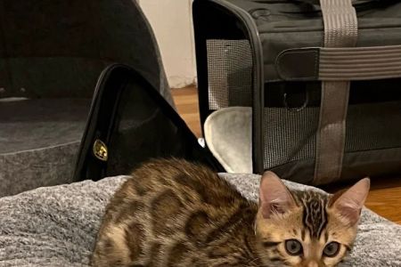 Registered Bengals