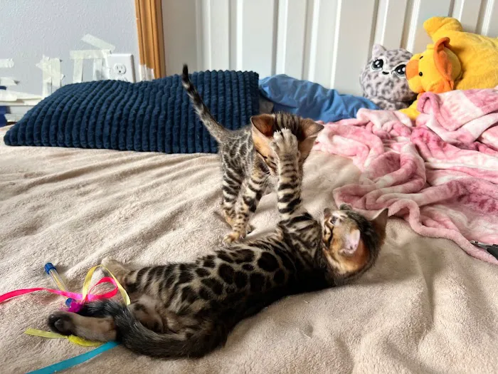 Registered Bengals 3