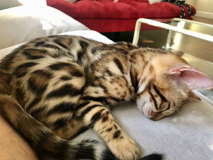 Registered Bengals 4