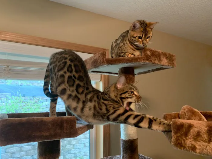 Registered Bengals 5