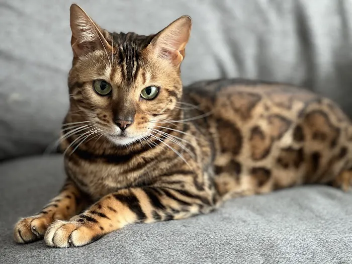 Registered Bengals 2