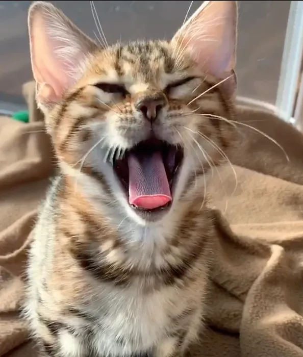 Registered Bengals 10