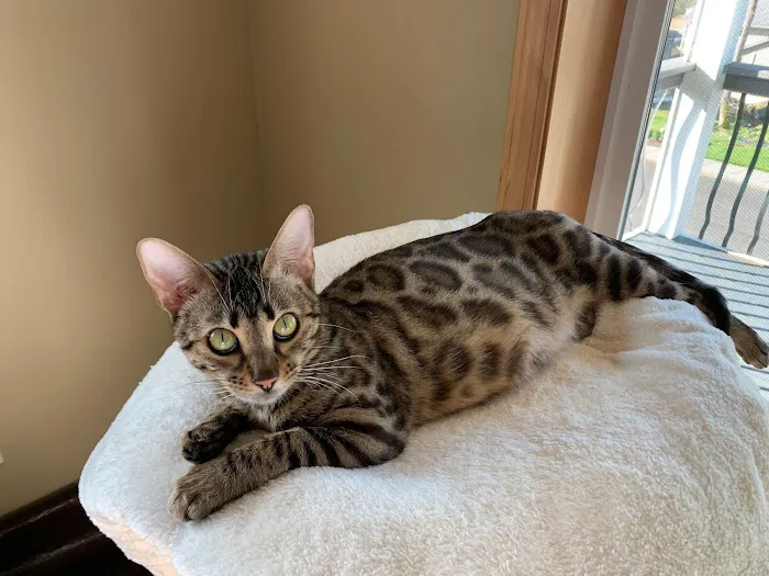 Registered Bengals 6