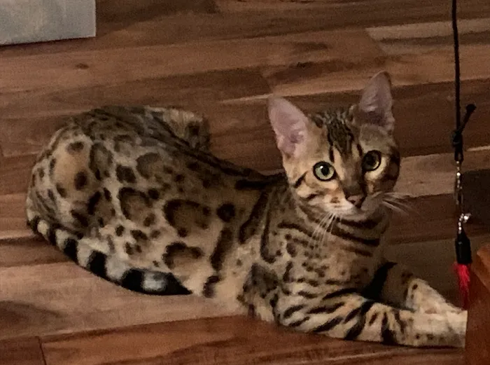 Registered Bengals 9