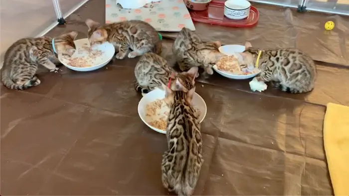 Registered Bengals 8