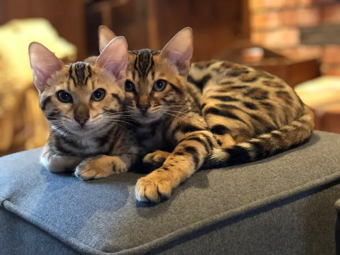 Registered Bengals 7