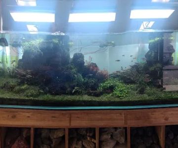 Aquascapes