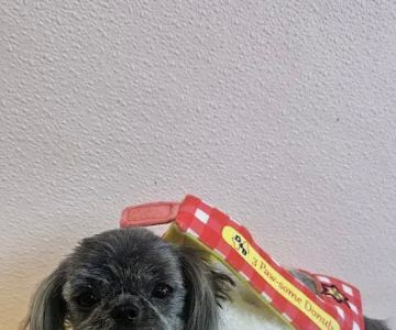 Dis-and-Bark