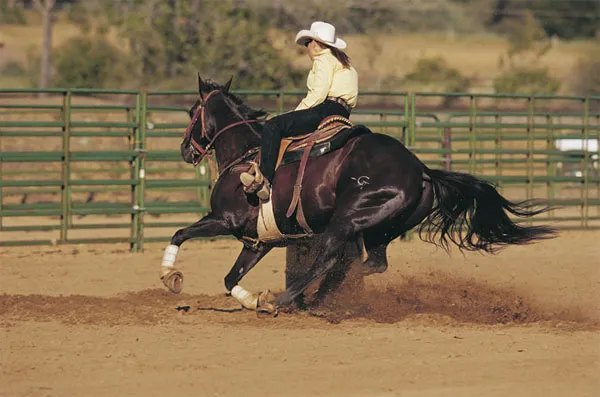 Cascade Equine Sports Medicine LLC. 12