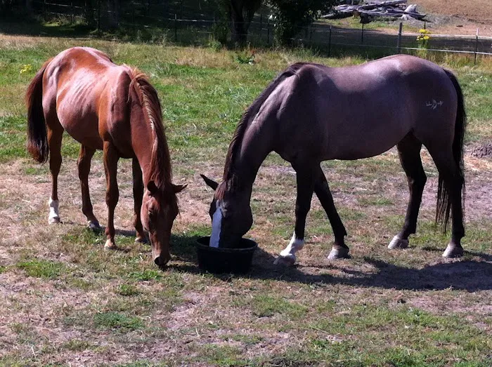 Cascade Equine Sports Medicine LLC. 12