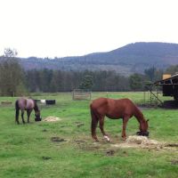 Cascade Equine Sports Medicine LLC. ico