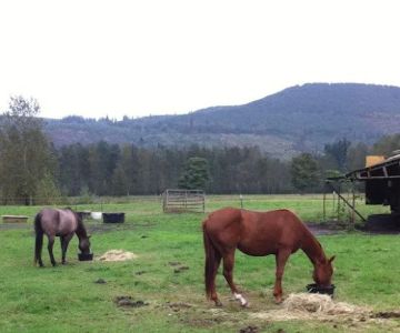 Cascade Equine Sports Medicine LLC.