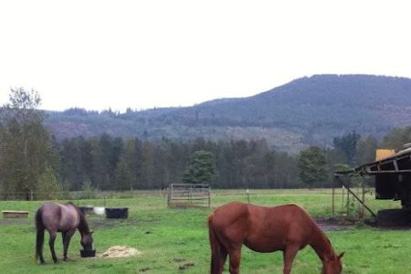 Cascade Equine Sports Medicine LLC.