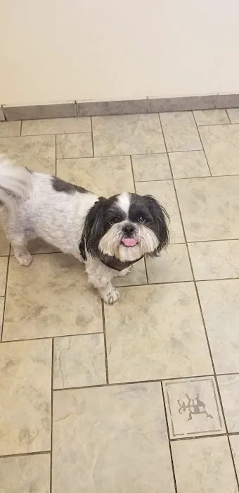 Wildwood Animal Hospital 3