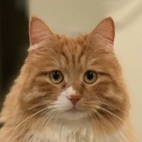 Wildwood Animal Hospital ico
