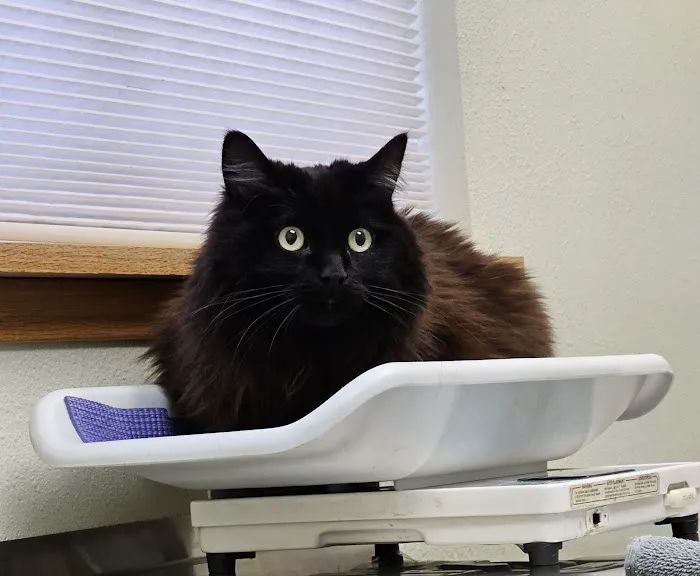 Wildwood Animal Hospital 2