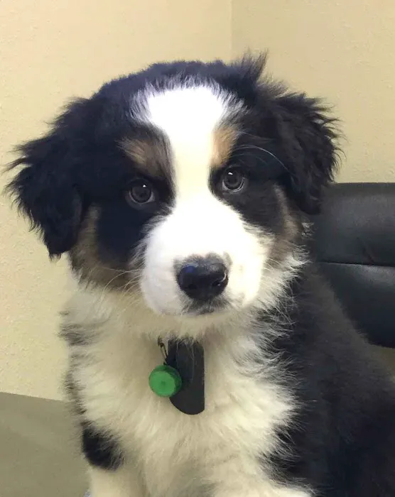Wildwood Animal Hospital 10