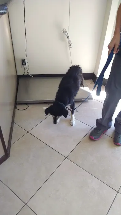 Animal Medical Clinic 12