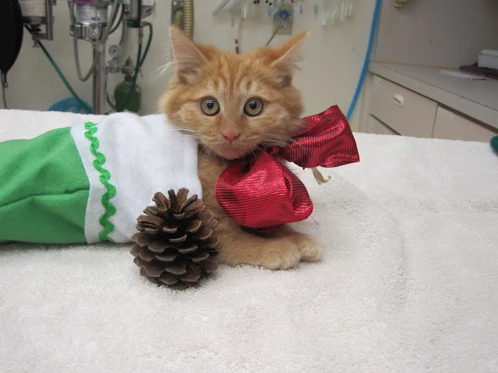 Brea Veterinary Hospital 12