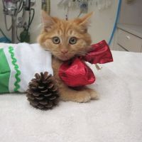 Brea Veterinary Hospital ico