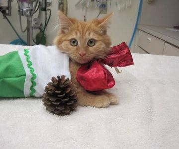 Brea Veterinary Hospital