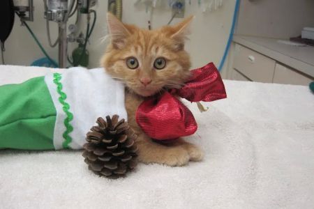 Brea Veterinary Hospital