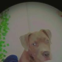 Vetco Vaccination Clinic ico