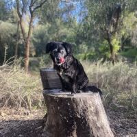 Brea Regional Animal Hospital ico