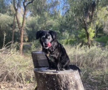 Brea Regional Animal Hospital